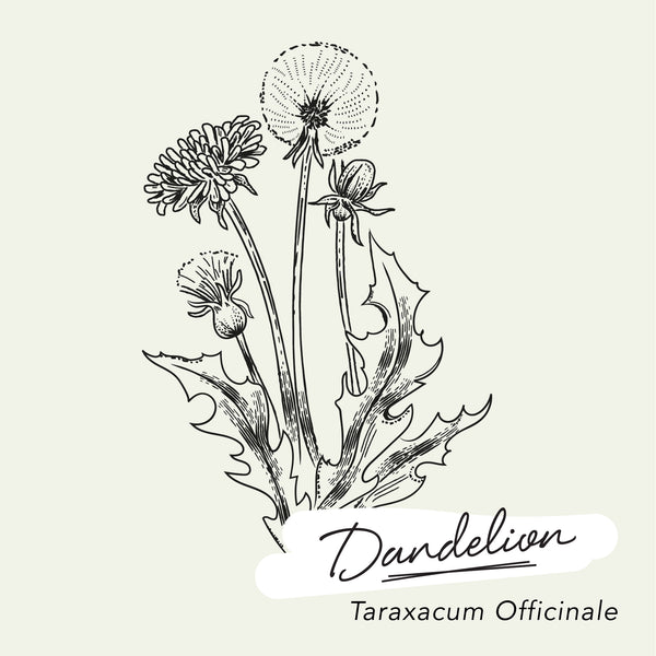 HERBAL GLOSSARY // Dandelion (Taraxacum officinale) – THE DETOXIFIER