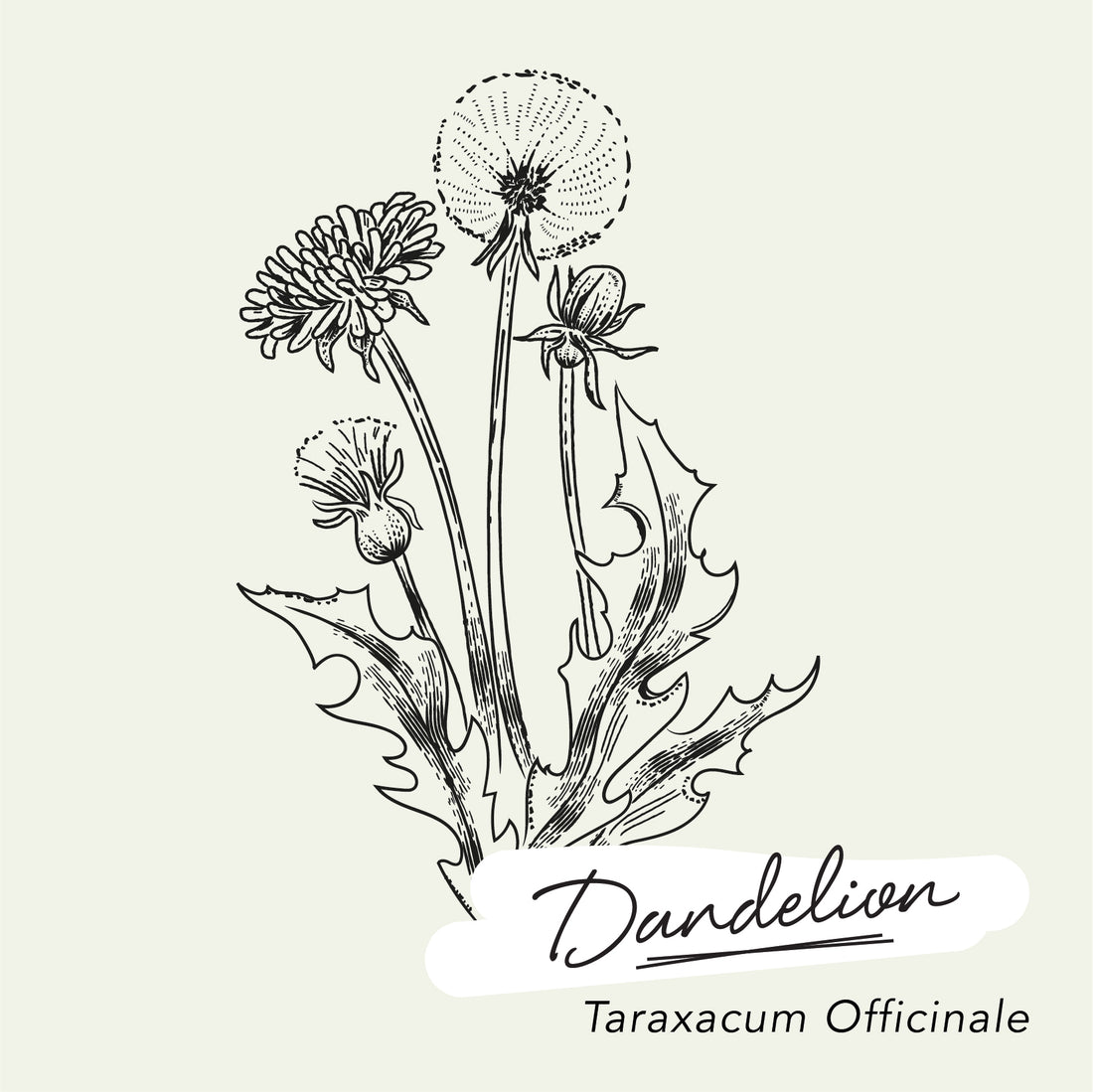 HERBAL GLOSSARY // Dandelion (Taraxacum officinale) – THE DETOXIFIER