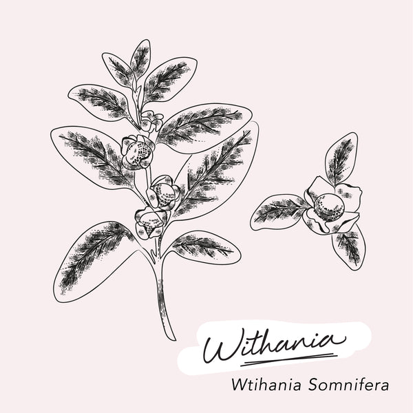 HERBAL GLOSSARY // Withania somnifera (Ashwagandha)